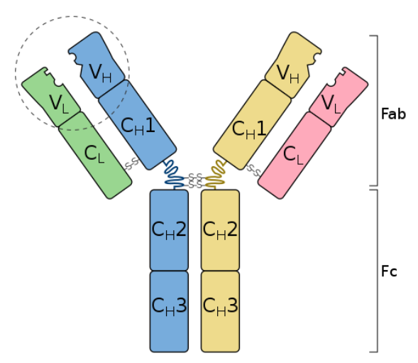 Immune System MCAT — Medistudents